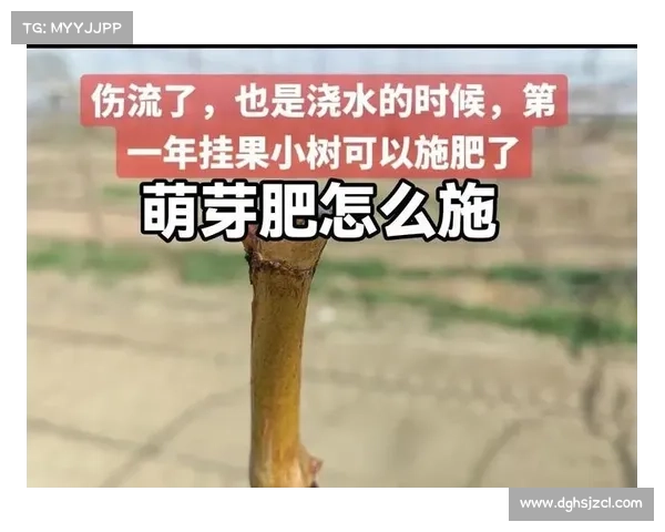 高地红石榴养护五大秘诀让你轻松打造健康美丽的果树 高地红石榴养护五大秘诀让你轻松打造健康美丽的果树